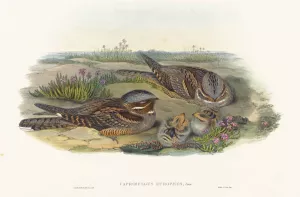 Caprimulgus europaeus Oil painting by John Gould