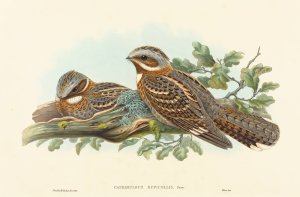 Caprimulgus Ruficollis by John Gould Oil Painting