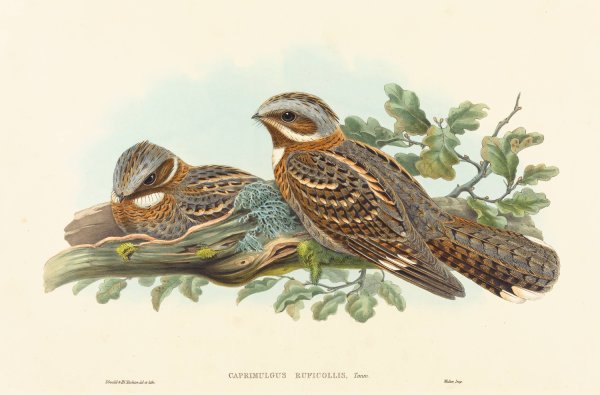 Main Product Photo of Caprimulgus Ruficollis Painting by John Gould