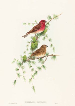 Carpodacus erythrinus by John Gould Oil Painting