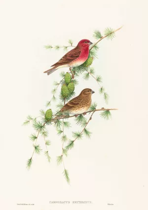 Carpodacus erythrinus Oil painting by John Gould