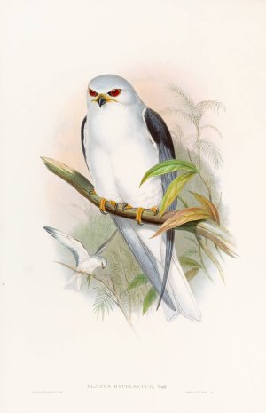 Celebean Elanus by John Gould Oil Painting