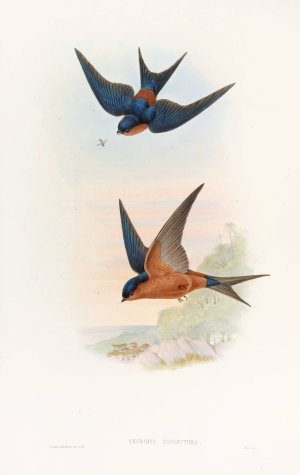 Ceylonese Mosque-Swallow by John Gould Oil Painting