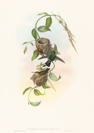 Chlorostilbona prasina by John Gould Oil Painting