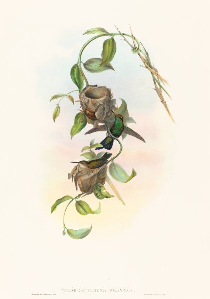 Chlorostilbona prasina  by John Gould - Hand-Painted Oil Painting Reproduction