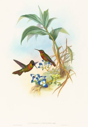 Clytolaema aurescens by John Gould Oil Painting