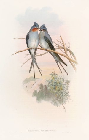 Crested Tree-Swift by John Gould Oil Painting