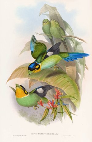 Dalhousie's Eurylaime by John Gould Oil Painting