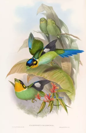 Dalhousie's Eurylaime by John Gould Oil Painting