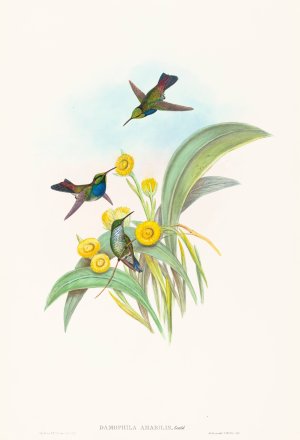 Damophila amabilis by John Gould Oil Painting