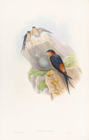 Daurian Mosque-Swallow by John Gould Oil Painting