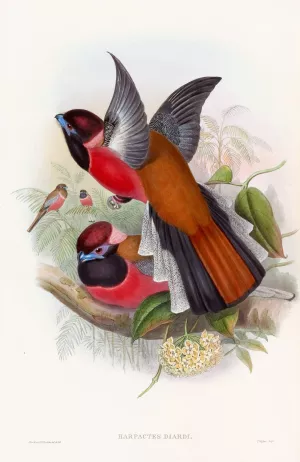 Diard's Trogon Oil painting by John Gould