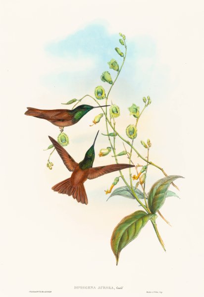 Diphogena aurora  by John Gould - Hand-Painted Oil Painting Reproduction