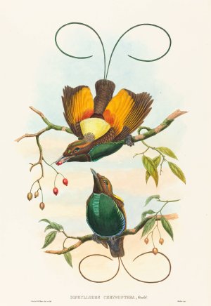 Diphyllodes chrysoptera by John Gould Oil Painting