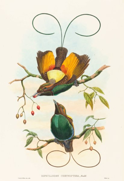Main Product Photo of Diphyllodes chrysoptera  Painting by John Gould