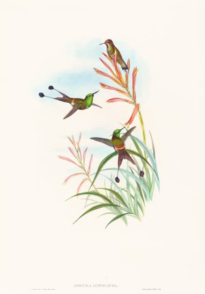 Discura Longicauda by John Gould Oil Painting