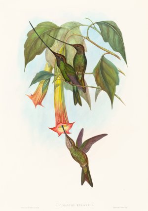 Docimastes ensiferus by John Gould Oil Painting