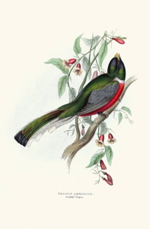 Doubtful Trogon by John Gould Oil Painting