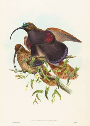 Drepanornis albertisi by John Gould Oil Painting