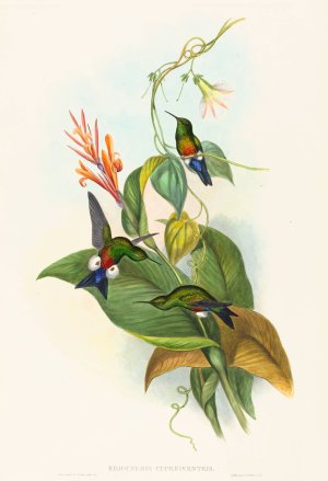 Eriocnemis cupreiventris by John Gould Oil Painting