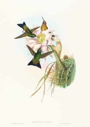 Eriocnemis vestitus by John Gould Oil Painting
