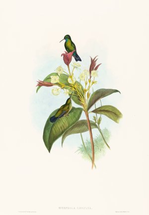 Eucephala caerulea by John Gould Oil Painting