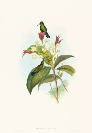 Eucephala caerulea by John Gould Oil Painting