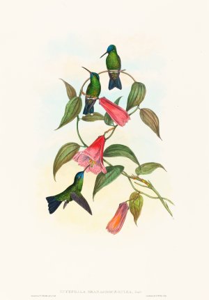 Eucephala smaragdocaerulea by John Gould Oil Painting