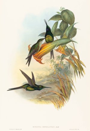Eugenia imperatrix by John Gould Oil Painting