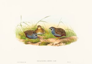 Excalftoria minima by John Gould Oil Painting