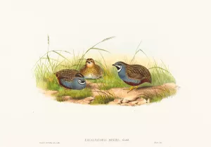 Excalftoria minima Oil painting by John Gould