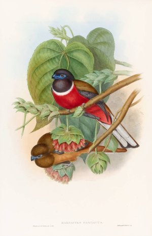 Fasciated Trogon by John Gould Oil Painting