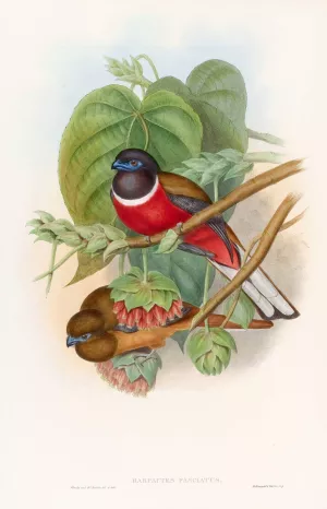 Fasciated Trogon by John Gould Oil Painting