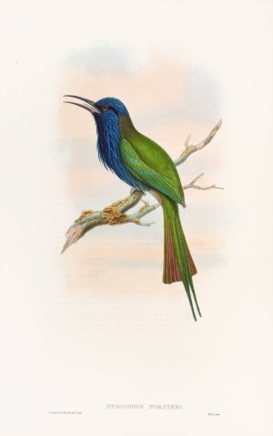 Forsten's Bee-eater by John Gould Oil Painting