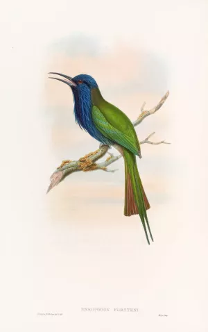 Forsten's Bee-eater Oil painting by John Gould