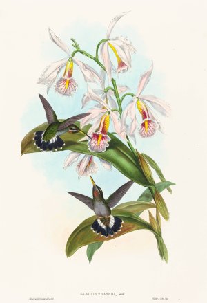 Glaucis fraseri by John Gould Oil Painting