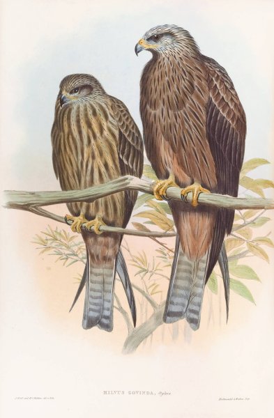 Govinda Kite  by John Gould - Hand-Painted Oil Painting Reproduction