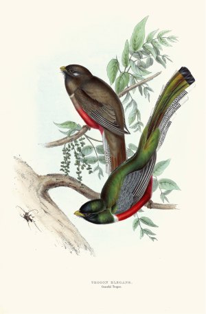 Graceful Trogon by John Gould Oil Painting