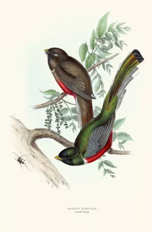 Graceful Trogon by John Gould Oil Painting