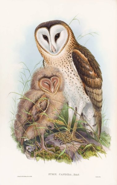 Main Product Photo of Grass-Owl  Painting by John Gould