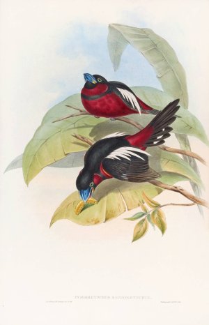 Great-billed Eurylaime by John Gould Oil Painting