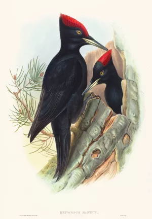 Great Black Woodpecker Oil painting by John Gould