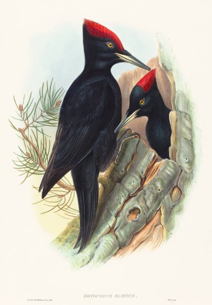 Great Black Woodpecker  by John Gould - Hand-Painted Oil Painting Reproduction