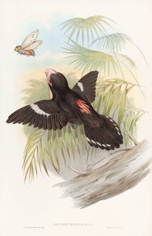 Great Eurylaime by John Gould Oil Painting