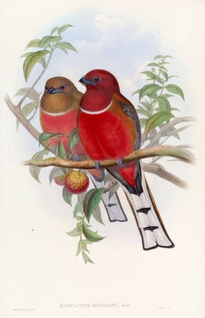 Hodgson's Trogon by John Gould Oil Painting