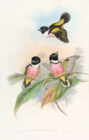 Hooded Eurylaime by John Gould Oil Painting