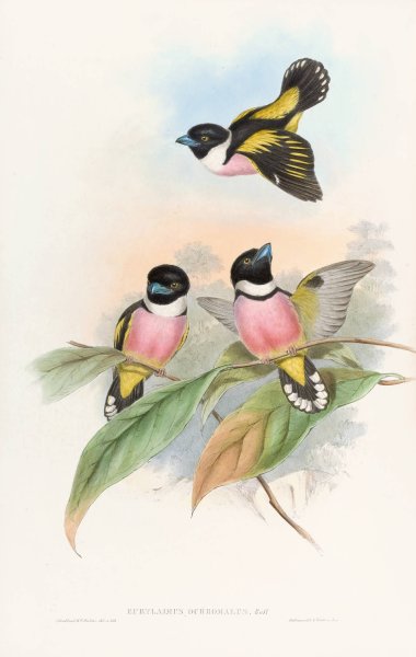 Hooded Eurylaime  by John Gould - Hand-Painted Oil Painting Reproduction