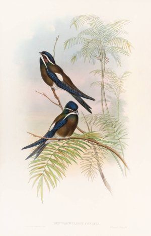 Hooded Tree-Swift by John Gould Oil Painting