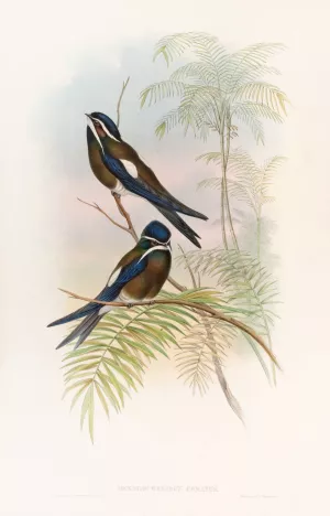 Hooded Tree-Swift Oil painting by John Gould