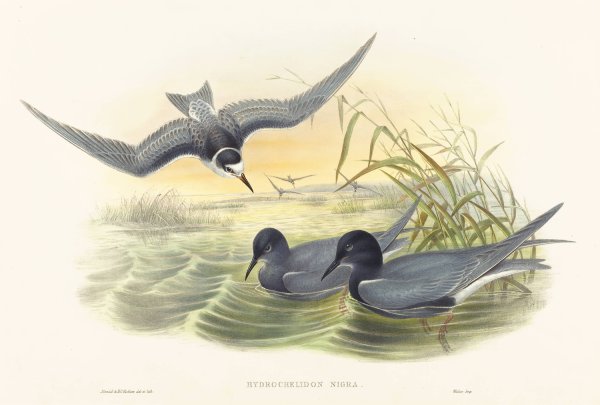 Main Product Photo of Hydrochelidon nigra Painting by John Gould